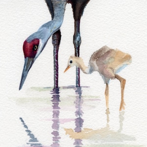 Sandhill Crane and Chick Watercolor, Bird Lover Gift, Vintage Nature Wall Art, Wildlife Aesthetic Home Decor, Gift for Mom | Grus canadensis