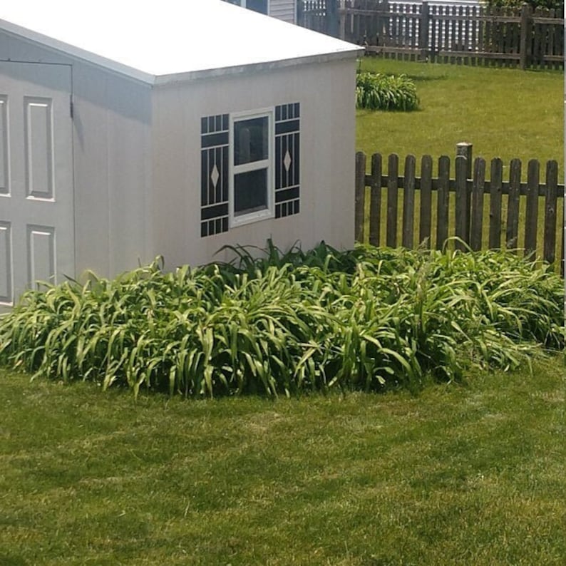 May include: A white shed with a black window and a wooden fence in the background. The shed is surrounded by green grass and a patch of green plants.