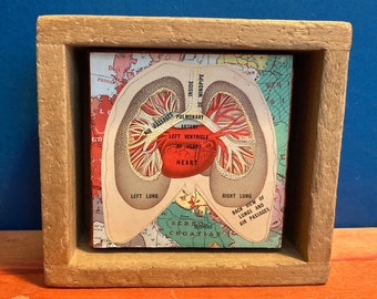 Physical Geography: Heart & Lungs