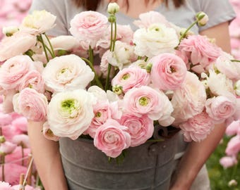 Chamallow Amandine Ranunculus Corms (10)