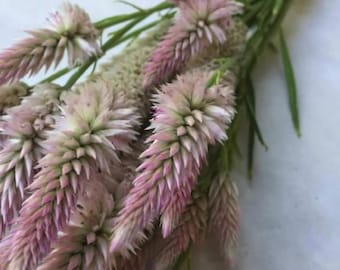 LIVE Flamingo Feather Celosia Plugs (4)