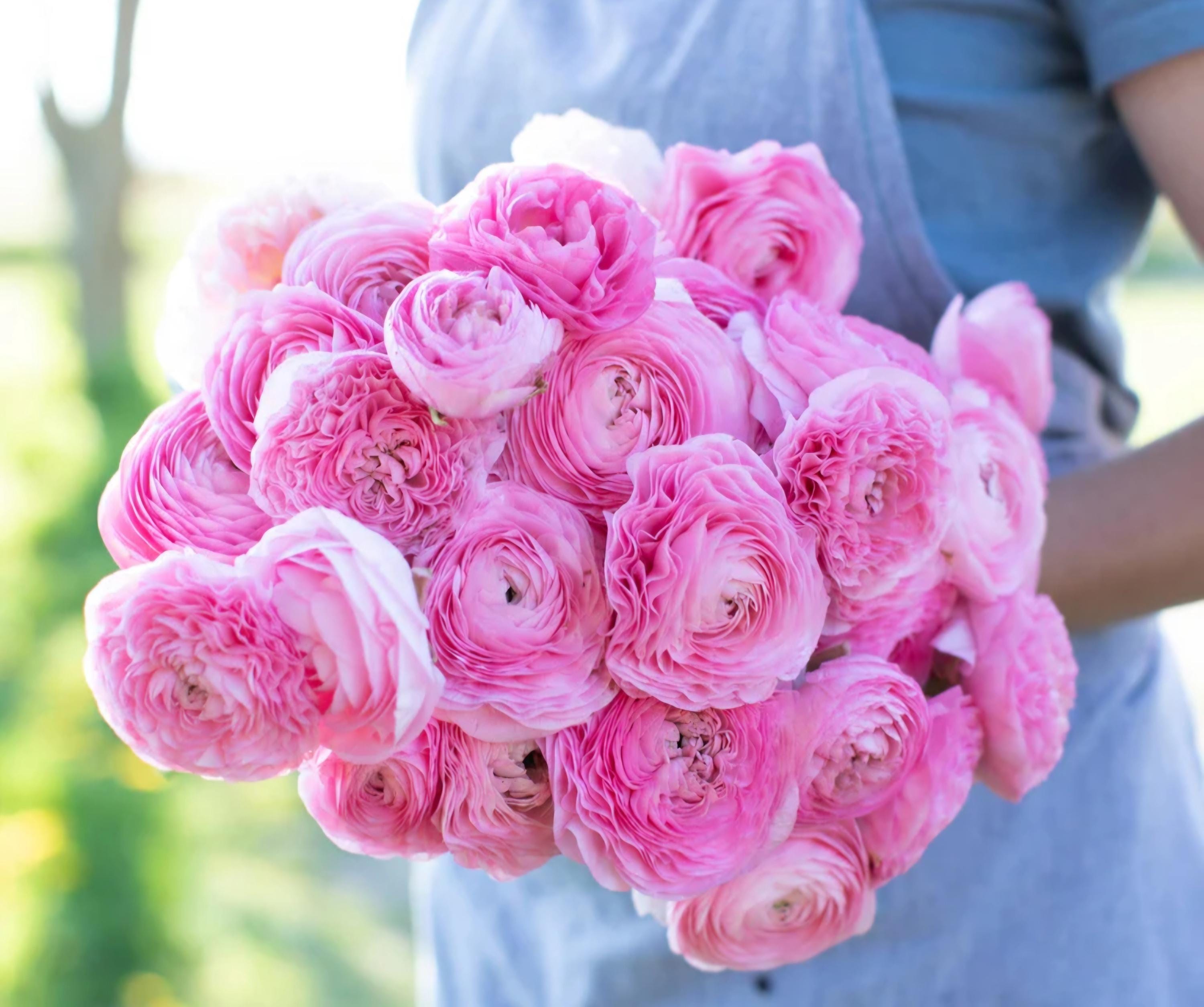 Ranunculus Amandine Pink Barby Corms (10)