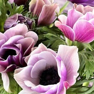 Anemone Mistral Rarity Mix (10)