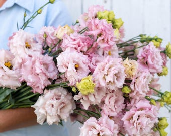 LIVE Lisianthus Voyage 2 Light Pink Plugs (4)