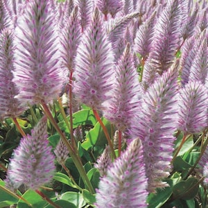 4 LIVE Plant Ptilotus Joey Plugs - Etsy