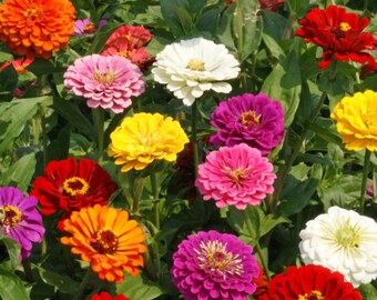 California Giant Zinna Mix Seeds (100)