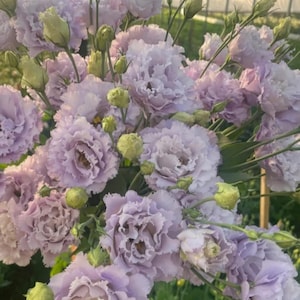 May include: A bouquet of light purple Lisianthus flowers with ruffled petals and green buds. The flowers are in full bloom, with a soft, delicate appearance. The background shows a greenhouse setting.