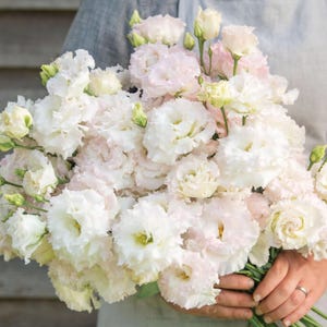 May include: A bouquet of white and pale pink flowers with ruffled petals. The flowers are held in a person's hands, with a gray shirt in the background. The flowers have yellow centers and green buds.