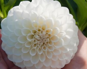 Boom Boom White Dahlia Tuber (1)