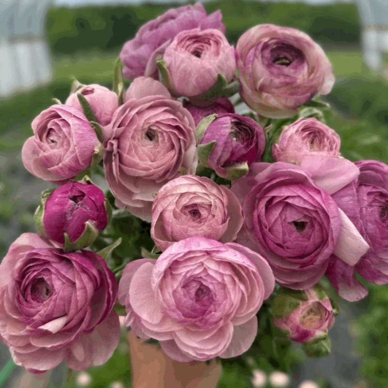Rose Ranunculus - Etsy