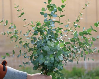 4 LIVE Plant Eucalyptus Silver Drop Plugs (4)