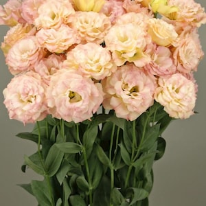 May include: A bouquet of light pink and yellow lisianthus flowers. The flowers have multiple layers of delicate petals, with some blooms fully open and others still in bud. The stems are long and green, with green leaves.