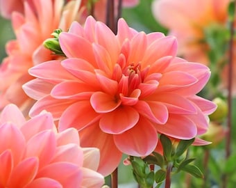 Dahlia Tuber Mister Frans (1)