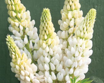 White Lupine Noble Maiden Seeds (100)