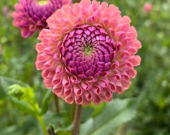 Dahlia Tuber Caitlin's Joy (1)