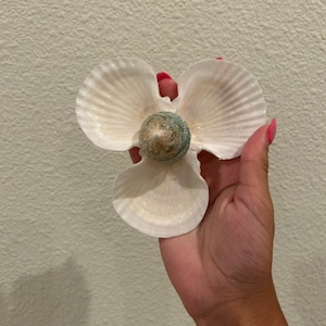 Seashell Jewelry Holder