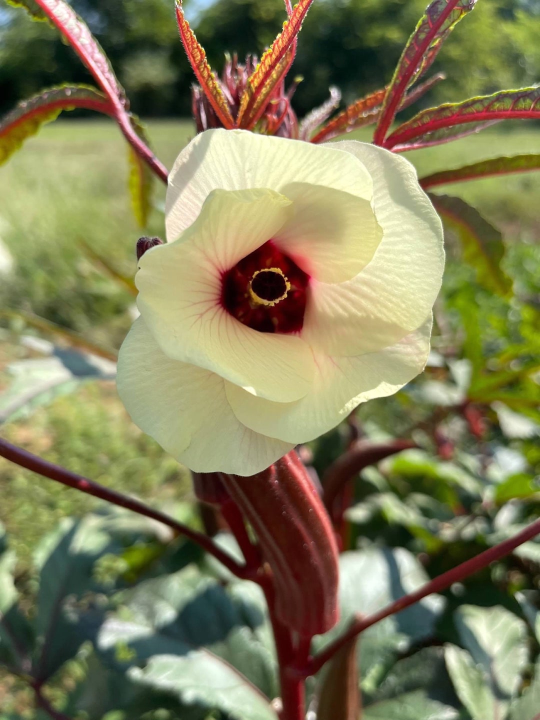Okra Burgundy Seeds 25 Seeds Packet Heirloom Seeds Etsy