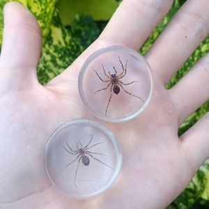 Spider resin plugs