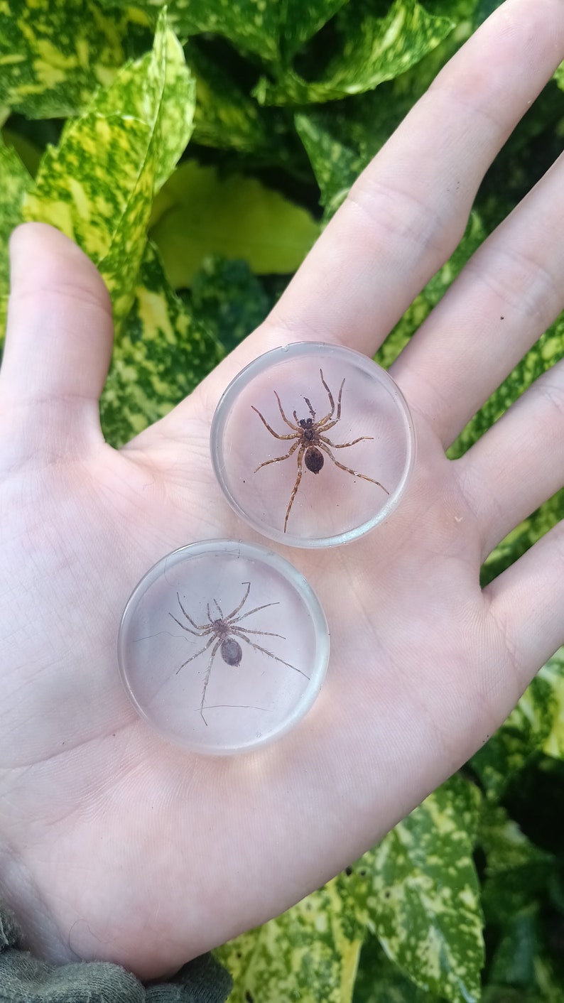 May include: Two clear, circular resin paperweights, each containing a preserved spider. The spiders are brown and tan, with visible legs and body details. The paperweights are held in a hand, with green and yellow foliage in the background.