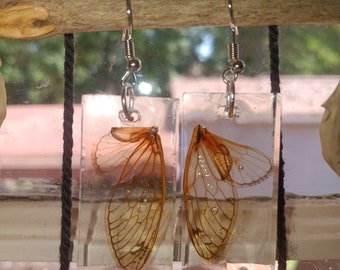 Cicada wings sealed in resin
