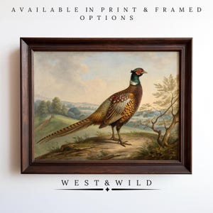 Pheasant Fowl Painting Vintage Wall Art Print Rich Framed Bird Artwork of Antique Illustration for Cottage With Framed  Prints Bird Hunter