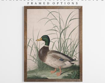 Vintage Duck Illustration Print - Nature Bird Art for Home Decor - Vintage Waterfowl Artwork - Duck Lover Gift