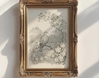 Dove on Branch Art Print - Vintage Nature Illustration