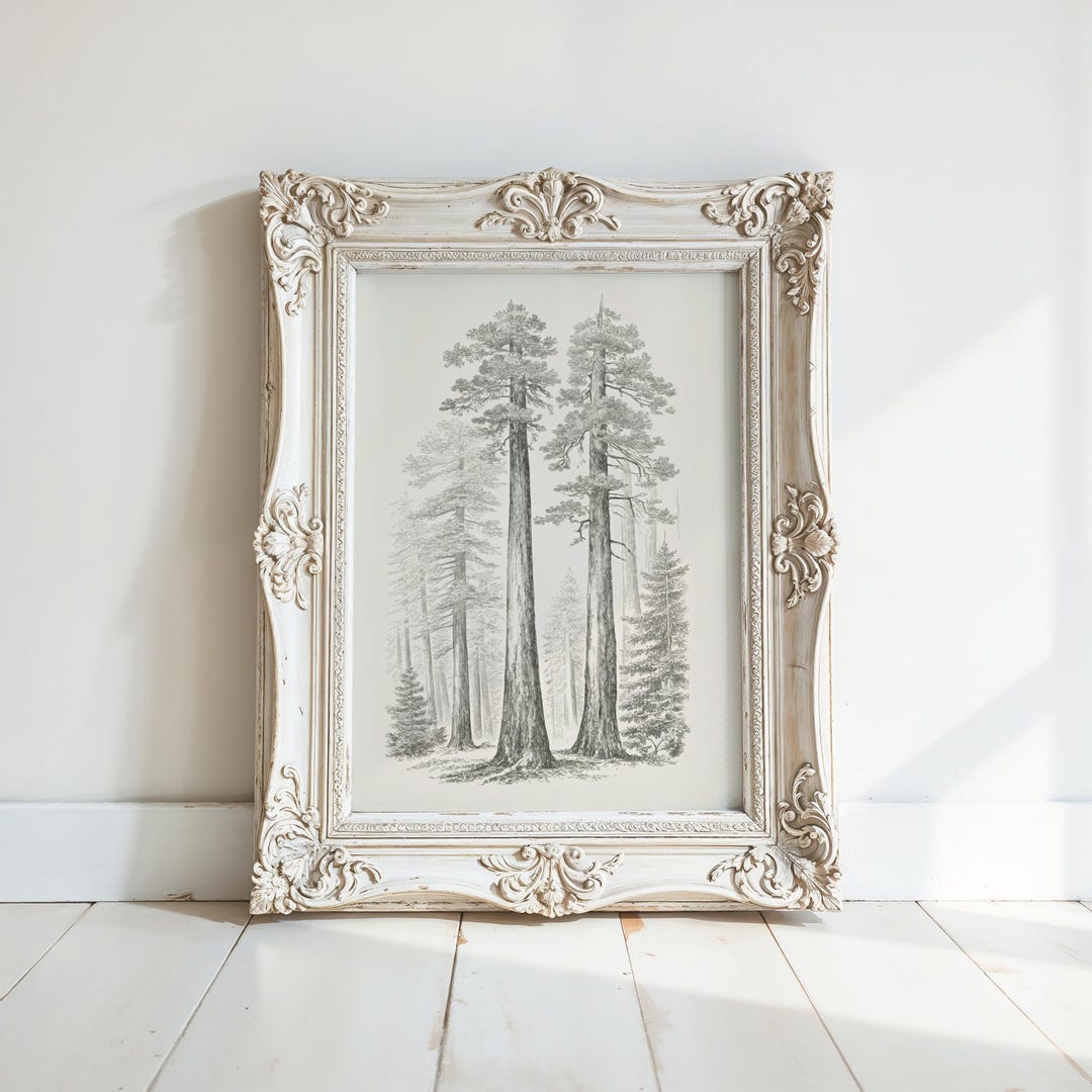 Engravings In Trees Vintage Engraving of Towering Pine Trees in a Misty Forest Landscape ...