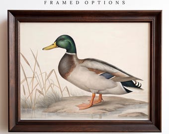 Mallard Art Print - Duck Wall Art - Vintage Style Mallard Duck  Paintings - Waterfowl Artwork - Gift For Bird Hunter