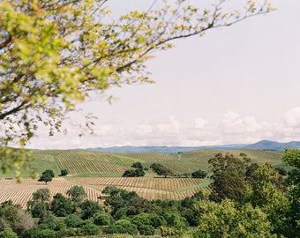 Napa Vineyards II