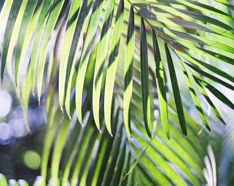 Tulum Palm