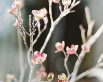 Blossom Branch