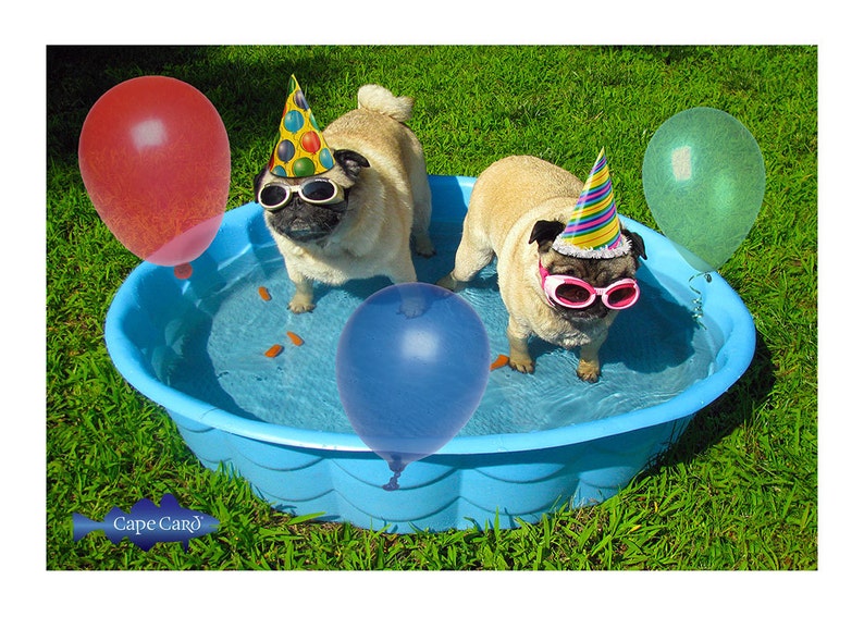 Pug Pool Party Birthday Card image 1