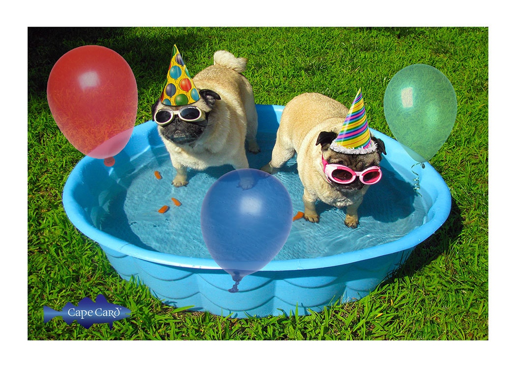 Pug Pool Party Birthday Card - Etsy