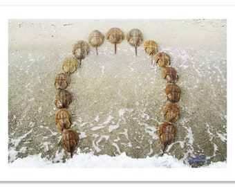 Horseshoe Beach notecard