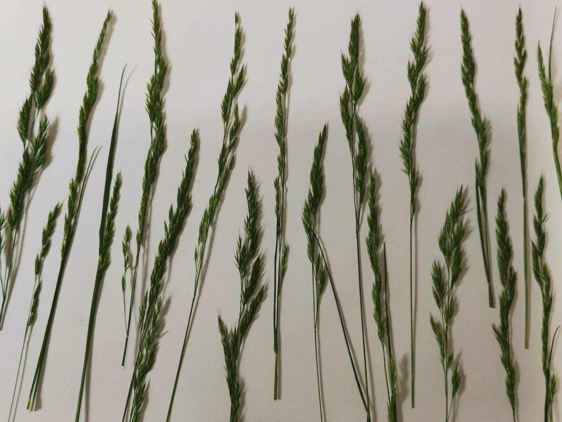 Dried Pressed Flowers for Crafting - Natural Rye Grass