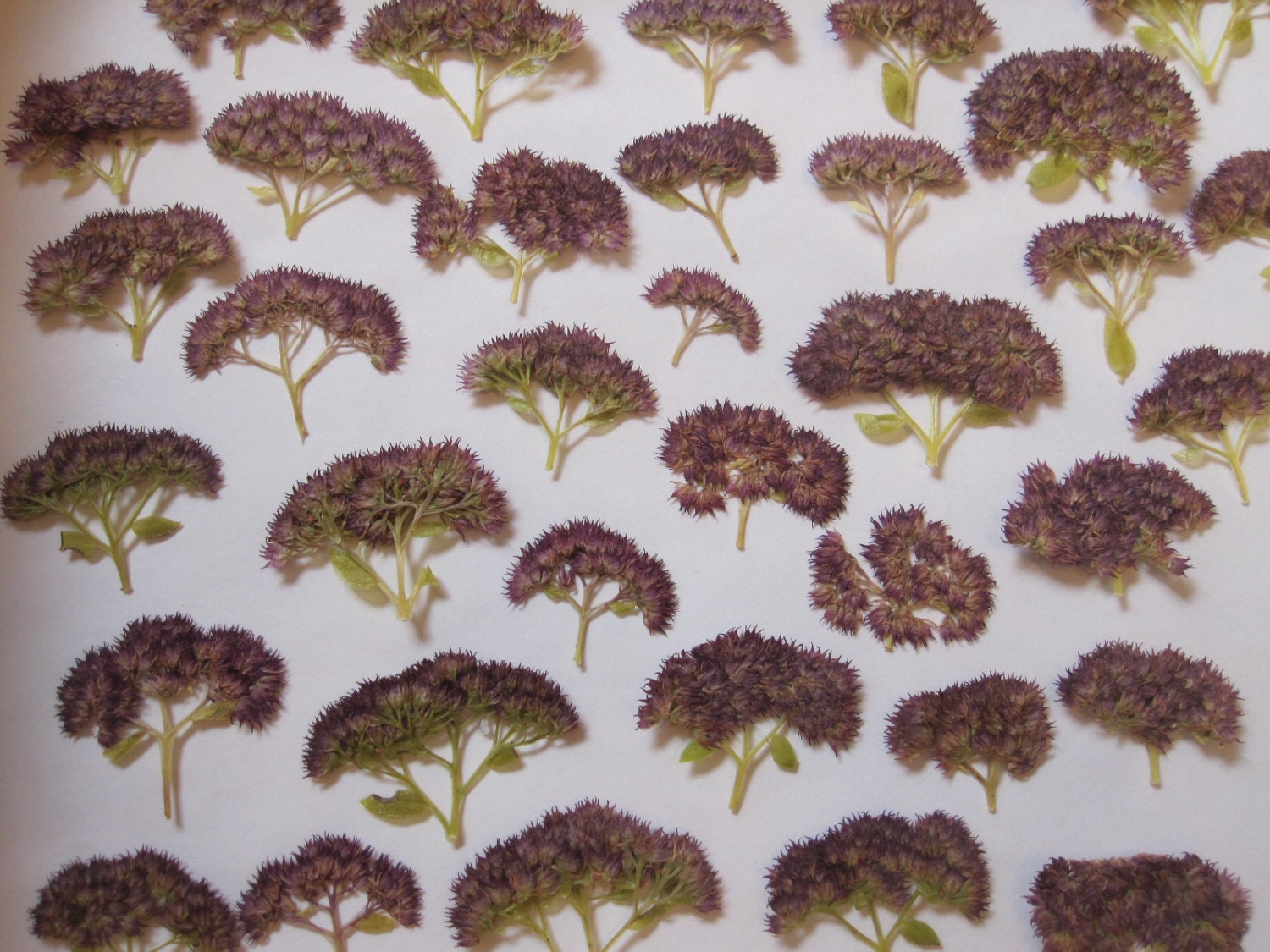 Dried Pressed Flowers for Crafting Natural Pink Sedums Etsy