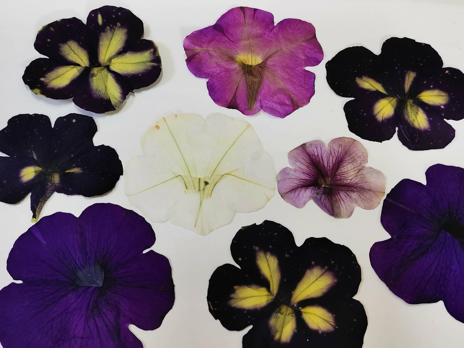 Dried Natural Pressed Flowers for Crafting Real Petunia Mix Etsy