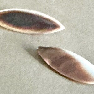 May include: Two elongated, oval-shaped objects with a gradient of colors. The center is a dark brown, fading to a lighter brown and then to a white edge. The objects are on a light gray surface.