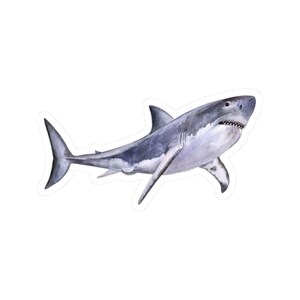 Shark Sticker