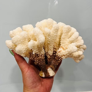 Large White Coral Tree: Natural Coastal Decor