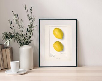 Citroenen-Ellen Isham Schutt-Citrus-aquarel-Eten-Drinken-Mediterrane-interieurs-Vintage-poster-Wanddecoratie huis-Digitale prints-Hugis Studio