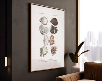 Weekdieren-Charles Dessalines D'Orbigny-Illustratie-Vintage-Home Decor-Marine Biology-Shell Coast-Interiors-Sea-Digitale prints-Hugis Studio