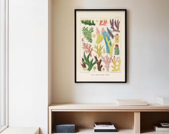 Può includere: Un'illustrazione botanica vintage di varie specie di coralli della Grande Barriera Corallina. La stampa presenta una varietà di colori, tra cui rosa, rosso, giallo, verde e blu.
