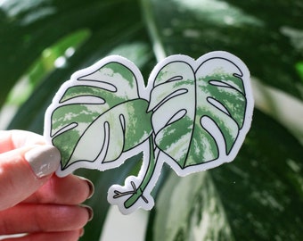Variegated monstera sticker