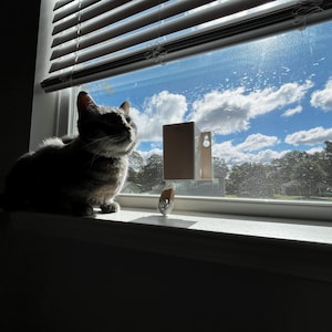 May include: A gray tabby cat sits on a windowsill, gazing upwards. The window reveals a bright blue sky with fluffy white clouds. Sunlight streams through the blinds, illuminating the cat and the view outside.
