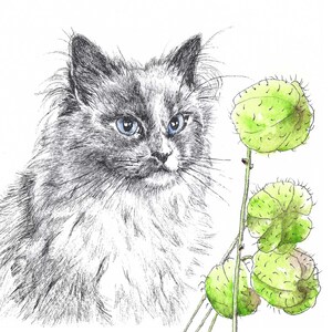 ダウンロード可能なラグドール猫カード 猫好きカード ペットの肖像画カード あらゆる機会のグリーティングカード 緑の種子鞘を持つ猫 インクと水彩のカード