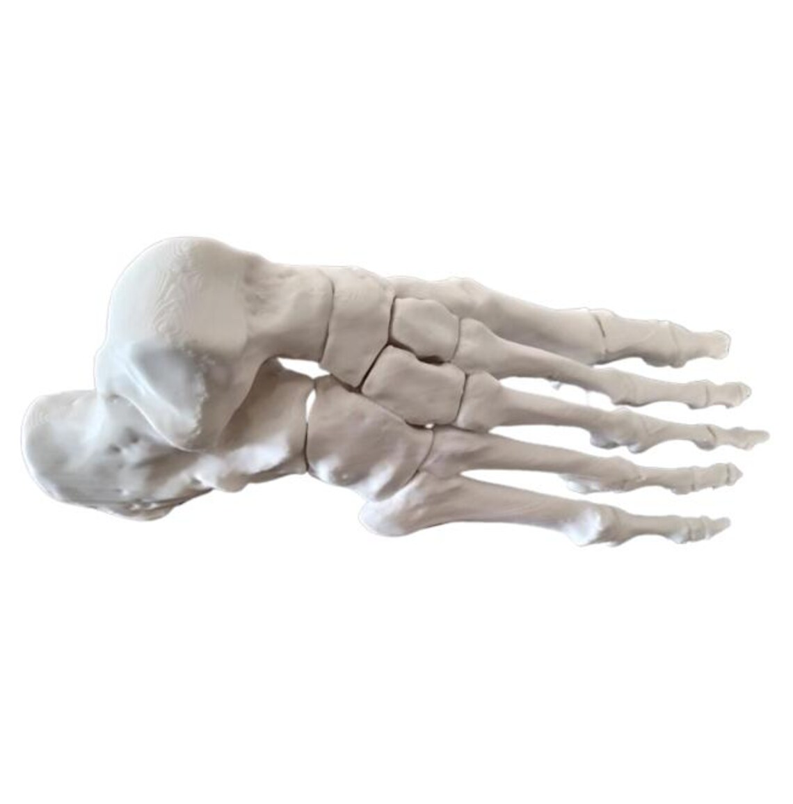 Full-size Anatomical Skeleton right Foot STL File to 3d Print, for ...