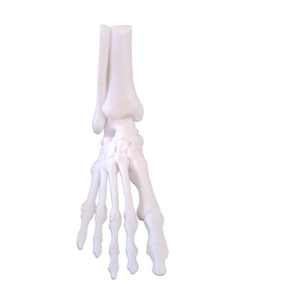 Full-size Anatomical Skeleton right Foot STL File to 3d Print, for ...