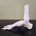 Full-size Anatomical Skeleton right Foot STL File to 3d Print, for ...